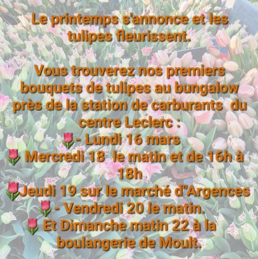 Tulipes en Val ès dunes