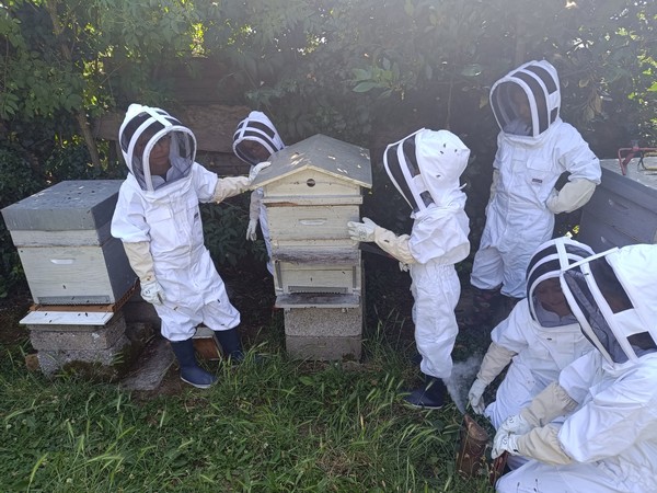 Une année au rucher