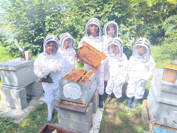 Une année au rucher