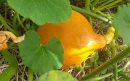 Jardin partagé