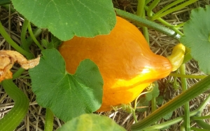 Jardin partagé